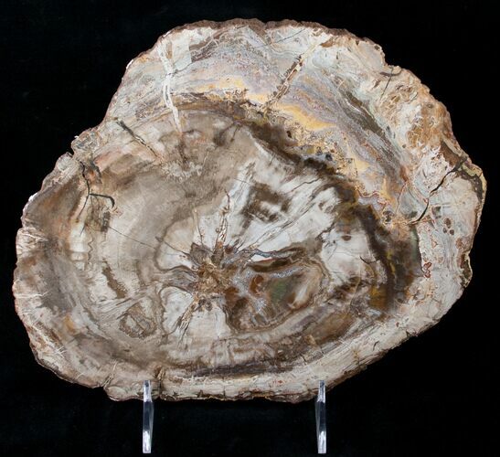 Petrified Wood Slab - Madagascar #14579